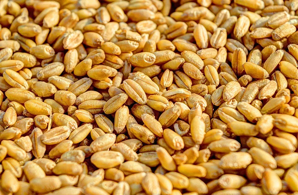 Nabavka sertifikovanog semena nije uslov za podnošenje zahteva za podsticaje