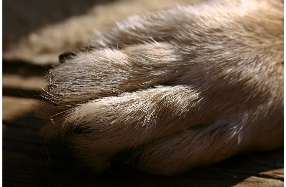 Moguć izvor zaraze i veliki ekološki problem: Nepoznate osobe bacile kese sa uginulim psima na divlju deponiju ispod Pančevačkog mosta