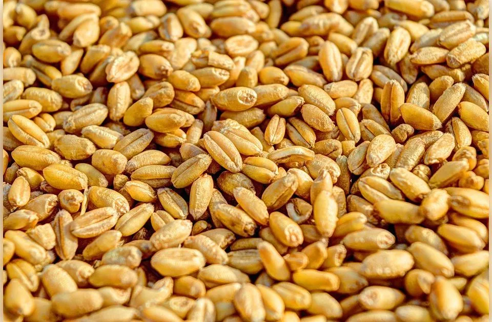 Paori nemaju kome da prodaju pšenicu: Ko je kriv što su skladišta puna, a žito nije prodato dok su ce