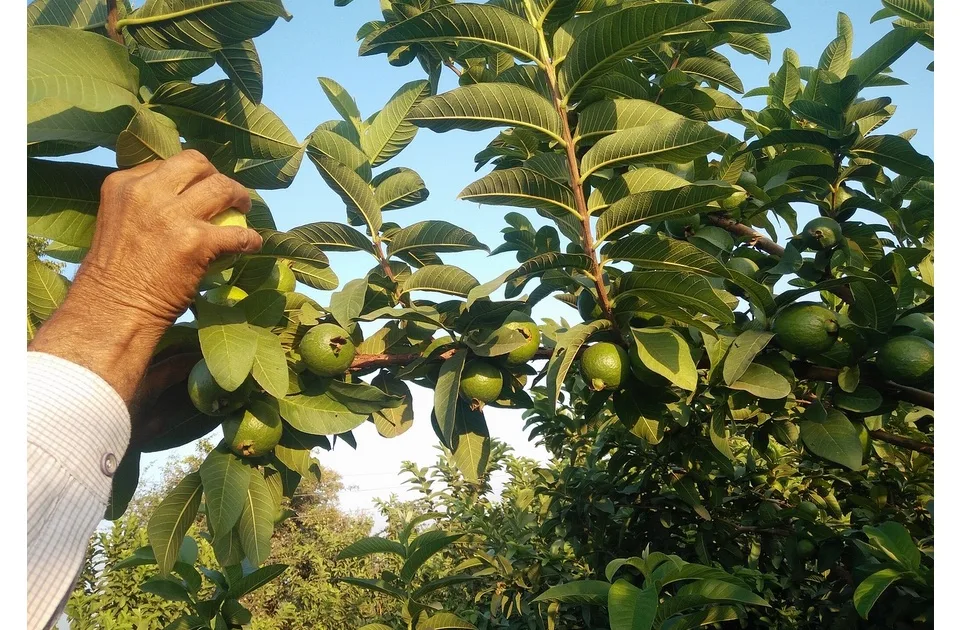 Guava, planika i kumkvat rastu u jednoj bašti u Pančevu