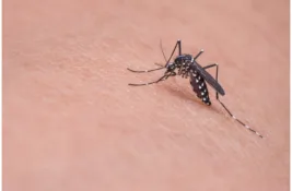 STARČEVO: U ponedeljak tretman suzbijanja odraslih komaraca