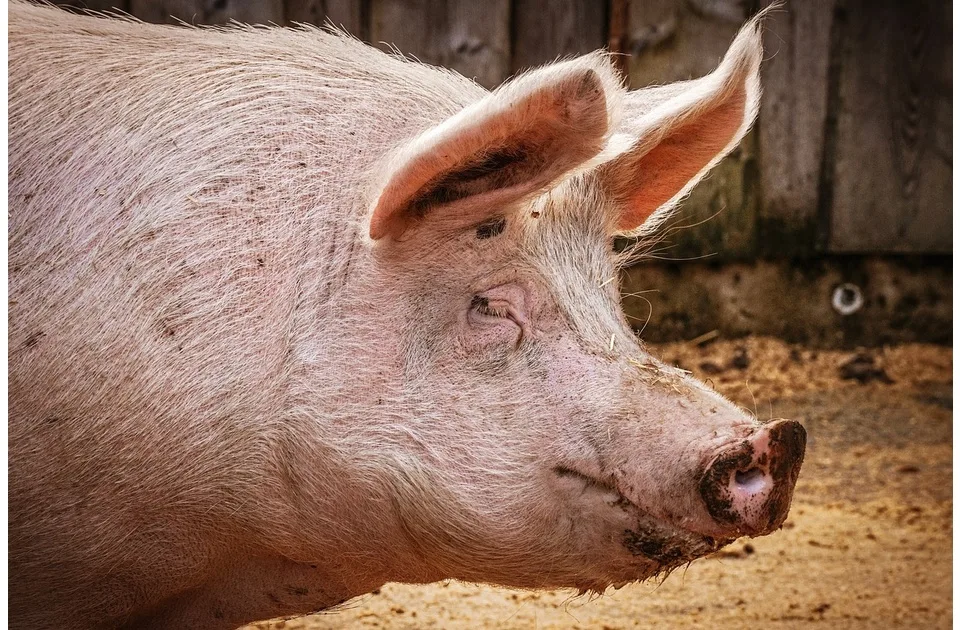 U Srbiji za 11 godina milion svinja manje: Kako obnoviti stočni fond i mogu li subvencije da poprave situaciju?