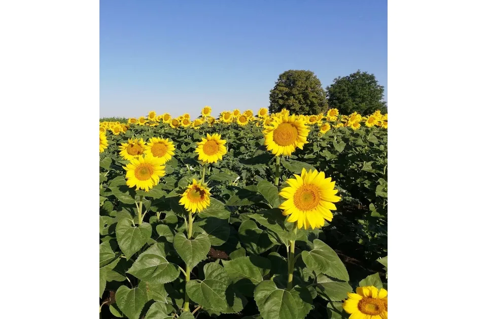 Žetva suncokreta očekuje se ranije u odnosu na prethodne godine