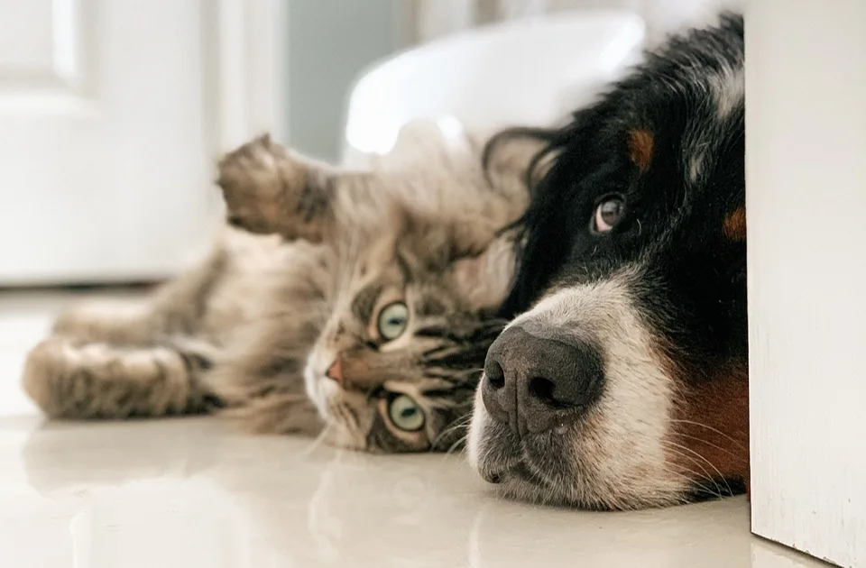 Petarde i kućni ljubimci: Kako pomoći psima i mačkama u novogodišnjoj noći?