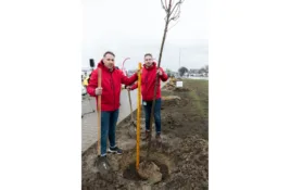 Brose ozelenjava Pančevo: 35 stabala javora za čistiji vazduh