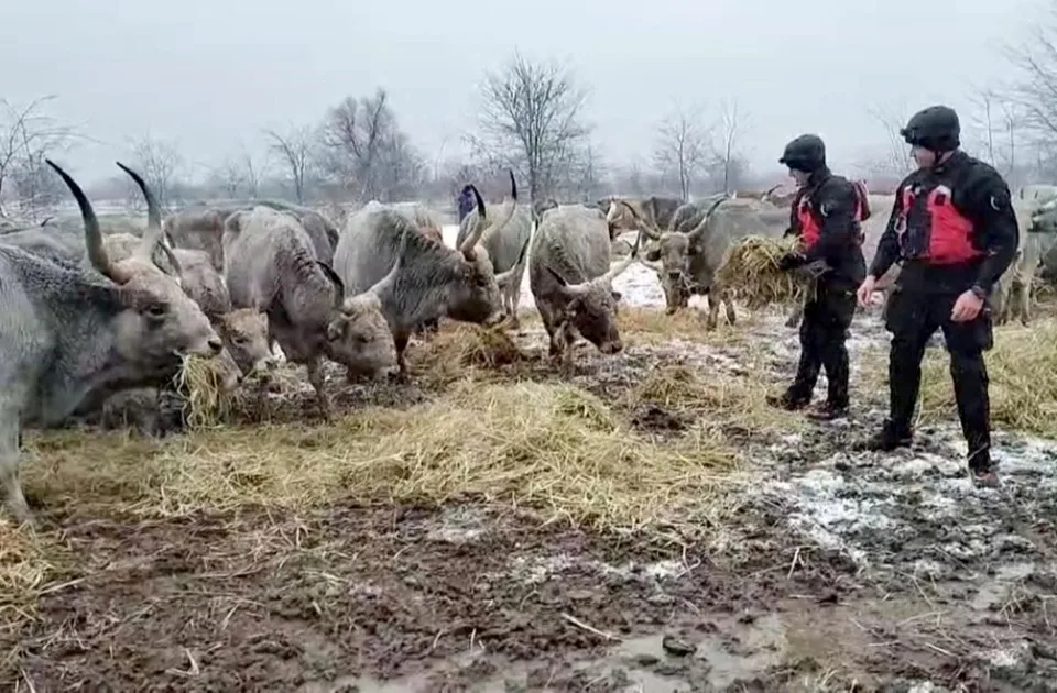 MUP: Sektor za vanredne situacije dostavio hranu stoci zarobljenoj na Krčedinskoj adi