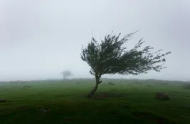 Sutra u Vojvodini, Podunavlju i Pomoravlju olujna košava, u drugim delovima Srbije vetrovito