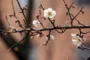 Cvetanje voća u januaru, leti grad i paklene vrućine – kako zaštititi rod od klimatskih promena