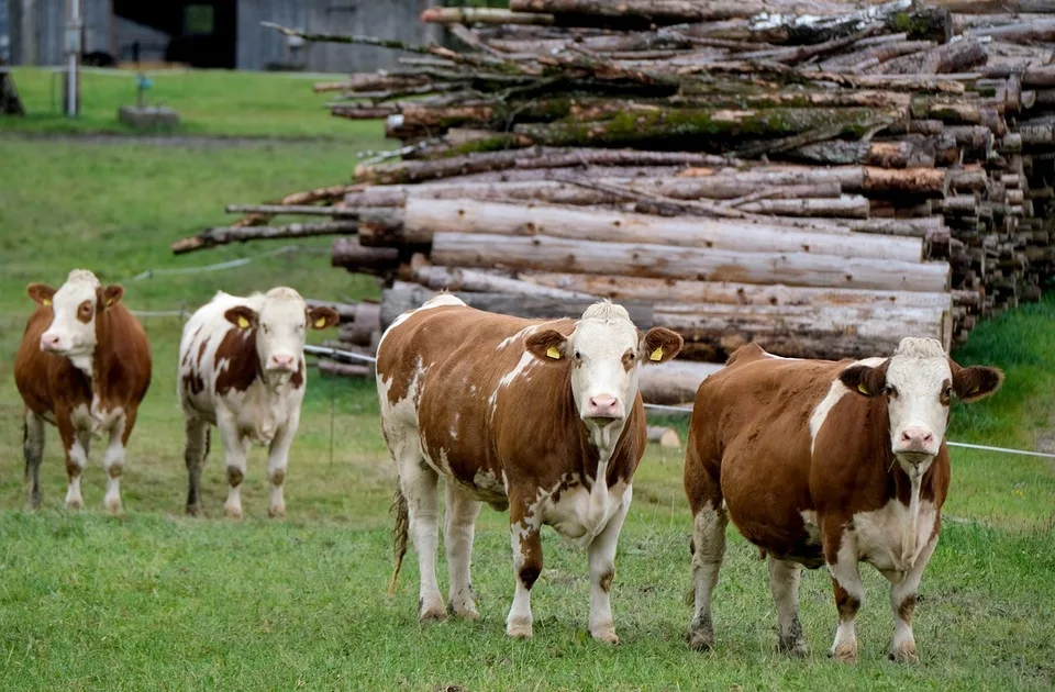 Sve veći posedi, sve manje krava: Šta znače rezultati novog poljoprivrednog popisa u svetlu klimatskih promena