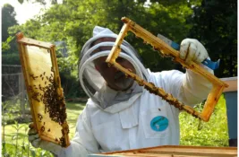 Prijavljivanje za subvencije za pčelare do petka, po košnici 1.000 dinara