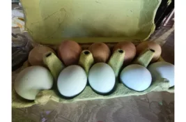 Čije koke nose plava jaja