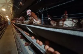 Ilandža: Proizvodnja jaja mnogo veća od trenutne potražnje