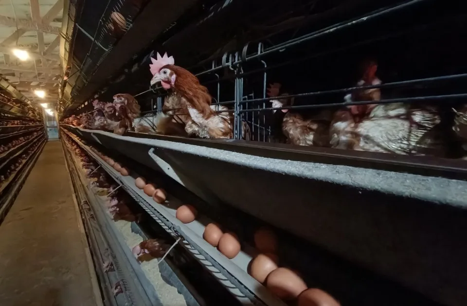 Ilandža: Proizvodnja jaja mnogo veća od trenutne potražnje