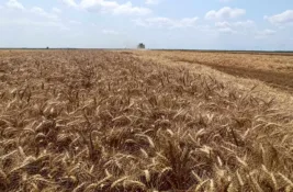 Treba li Srbija da vrati garantovane cene strateških poljoprivrednih proizvoda