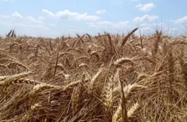 Produktna berza beleži rast, najviše se trgovalo pšenicom