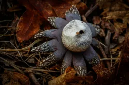 Jedna jedina u Srbiji – gljiva srebrna zvezdača