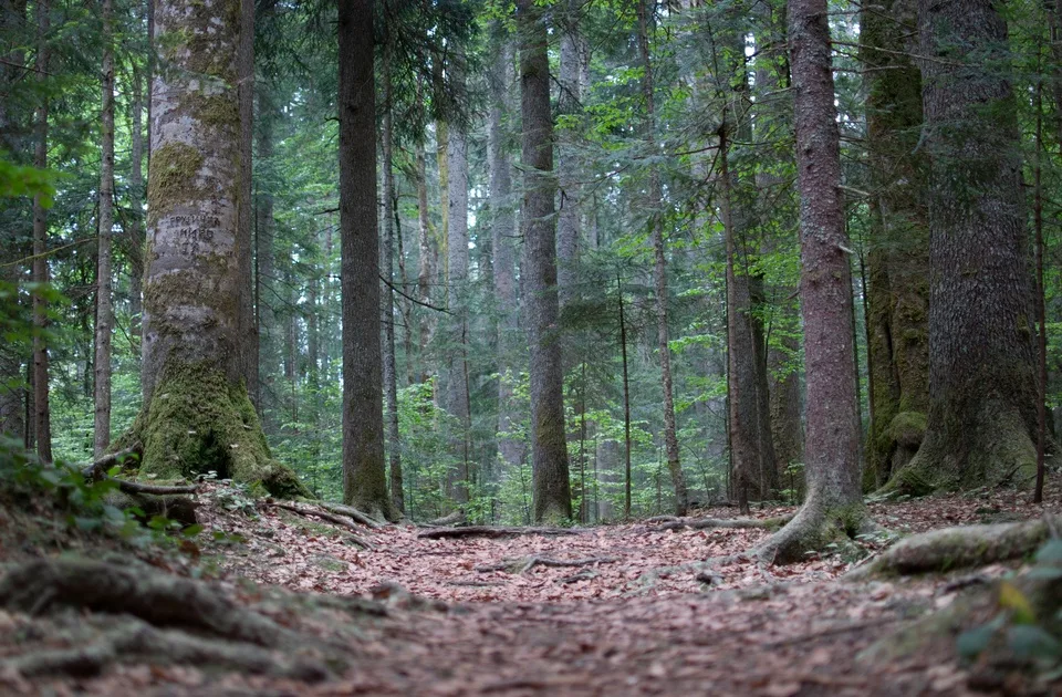 Srbija bi zbog klimatskih promena mogla da ostane bez Pančićeve omorike