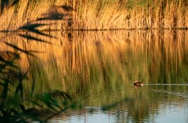 Jedinstveni biser banatske ravnice – jezero Rusanda presušilo