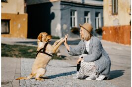 Naučnici otkrili koje su najpametnije rase pasa