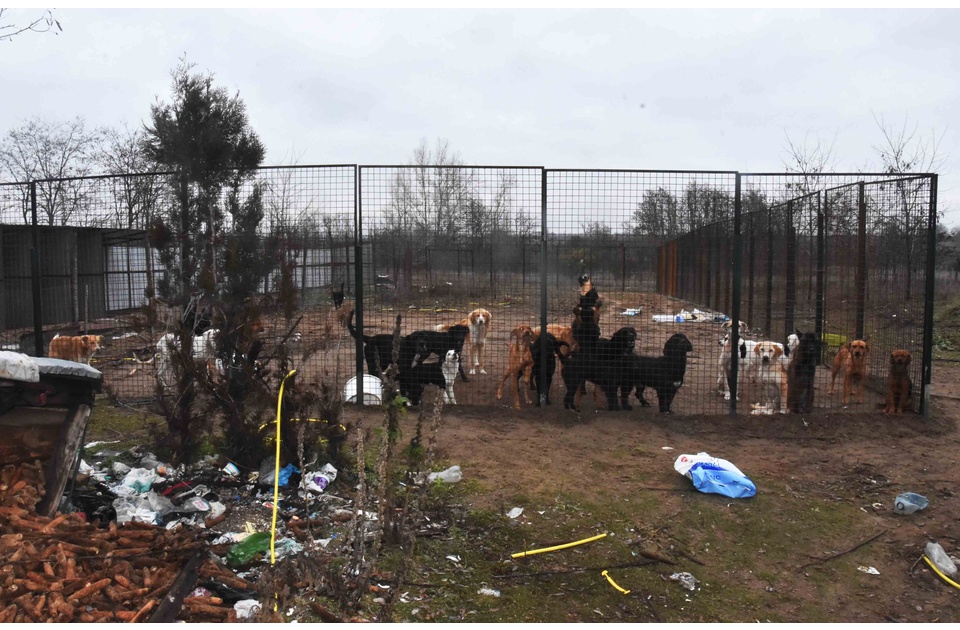 FOTO: Držala oko 50 pasa u nehumanim i nehigijenskim uslovima