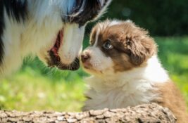 Ženka psa lutalice donela svoje bolesno štene u veterinarsku kliniku