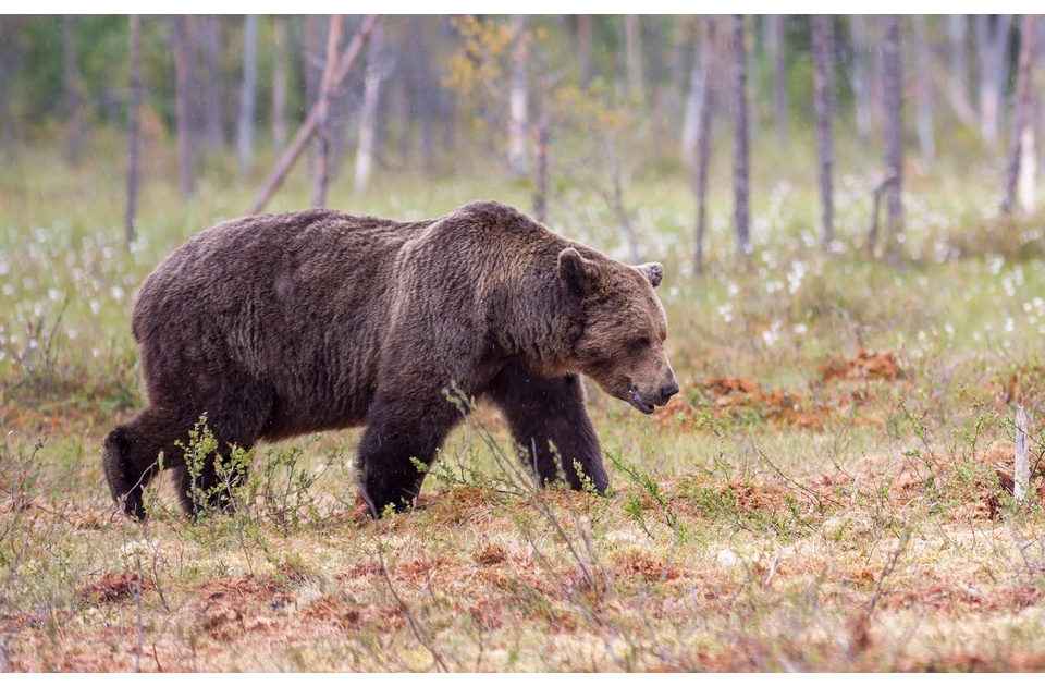 Medved u Rumuniji ubio turistu Medved u Rumuniji ubio turistu