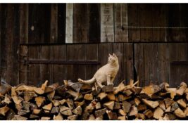 Struja, gas ili ogrev – šta se ove godine najviše isplati?