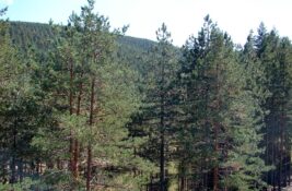 Zlatibor na vrhu liste najposećenijih destinacija u Srbiji