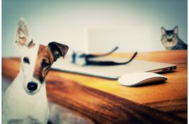 Kako muzika deluje na kućne ljubimce i koje melodije im prijaju