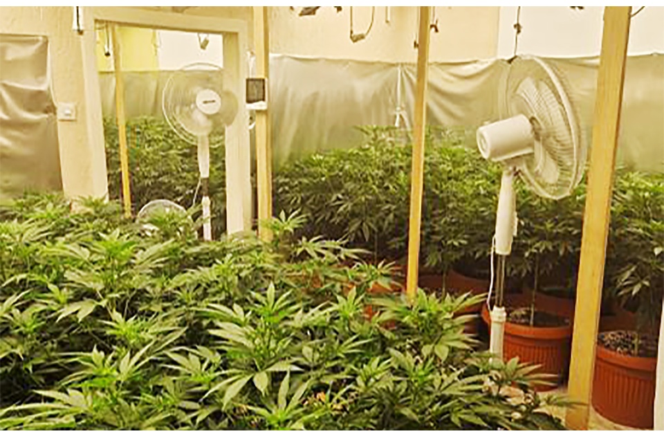 Policija otkrila dve laboratorije za uzgoj kanabisa, uhapšene dve osobe Policija otkrila dve laboratorije za uzgoj kanabisa, uhapšene dve osobe