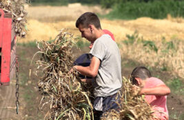 SAKULE: Tri generacije porodice Kanački na njivi