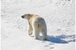 Kažnjen sa 4.500 evra zato što je sirenom probudio usnulog polarnog medveda